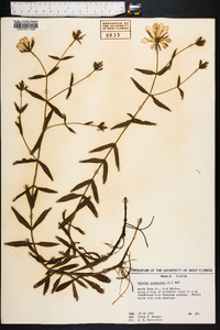 Sabatia dodecandra image