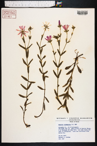 Sabatia dodecandra image