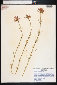 Sabatia gentianoides image