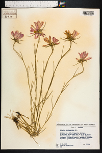 Sabatia gentianoides image