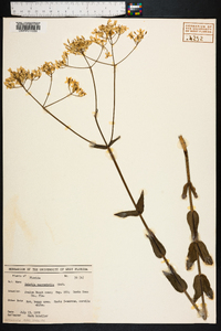 Sabatia macrophylla image