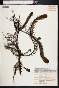 Myriophyllum aquaticum image