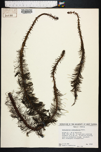 Myriophyllum heterophyllum image