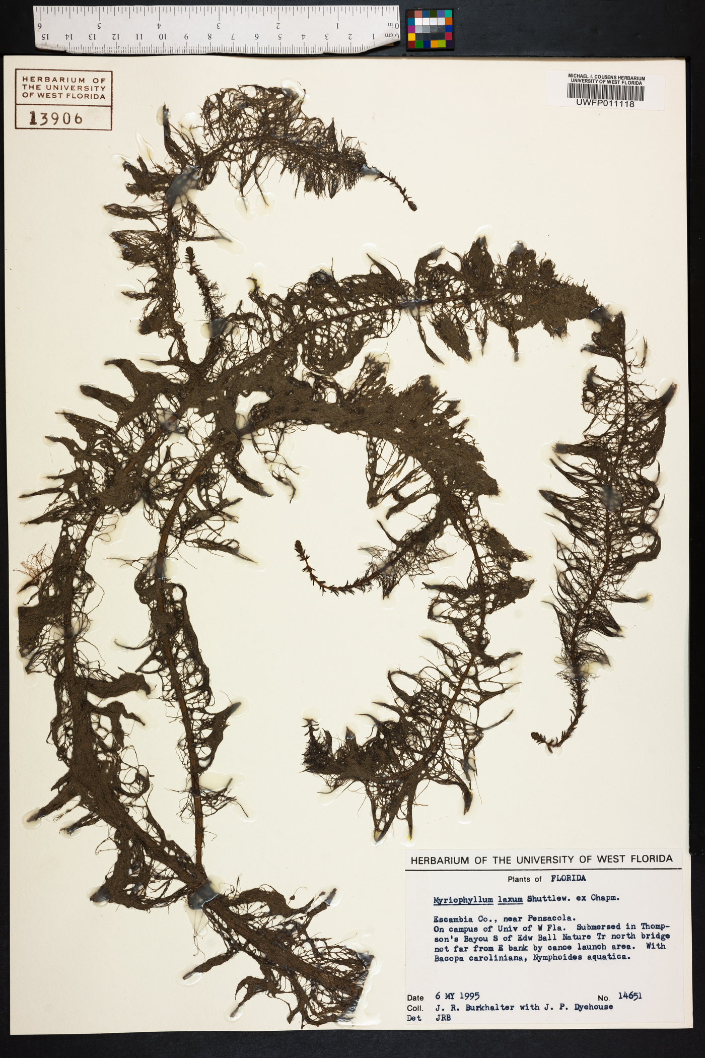 Myriophyllum laxum image