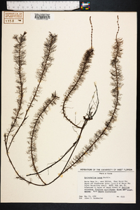 Myriophyllum laxum image