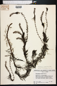 Myriophyllum pinnatum image