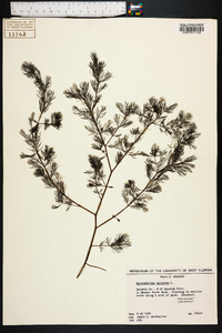 Myriophyllum spicatum image