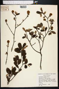 Fothergilla gardenii image