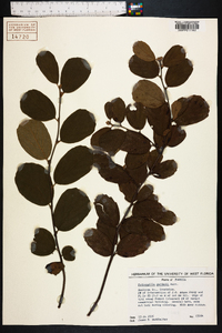 Fothergilla gardenii image