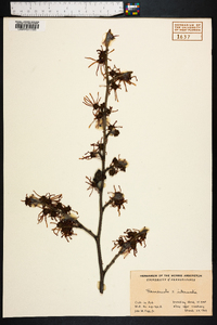 Hamamelis intermedia image