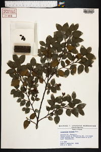 Loropetalum chinense image