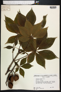 Aesculus glabra image