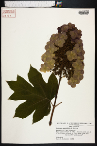 Hydrangea quercifolia image