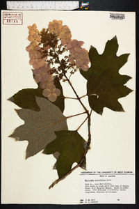 Hydrangea quercifolia image