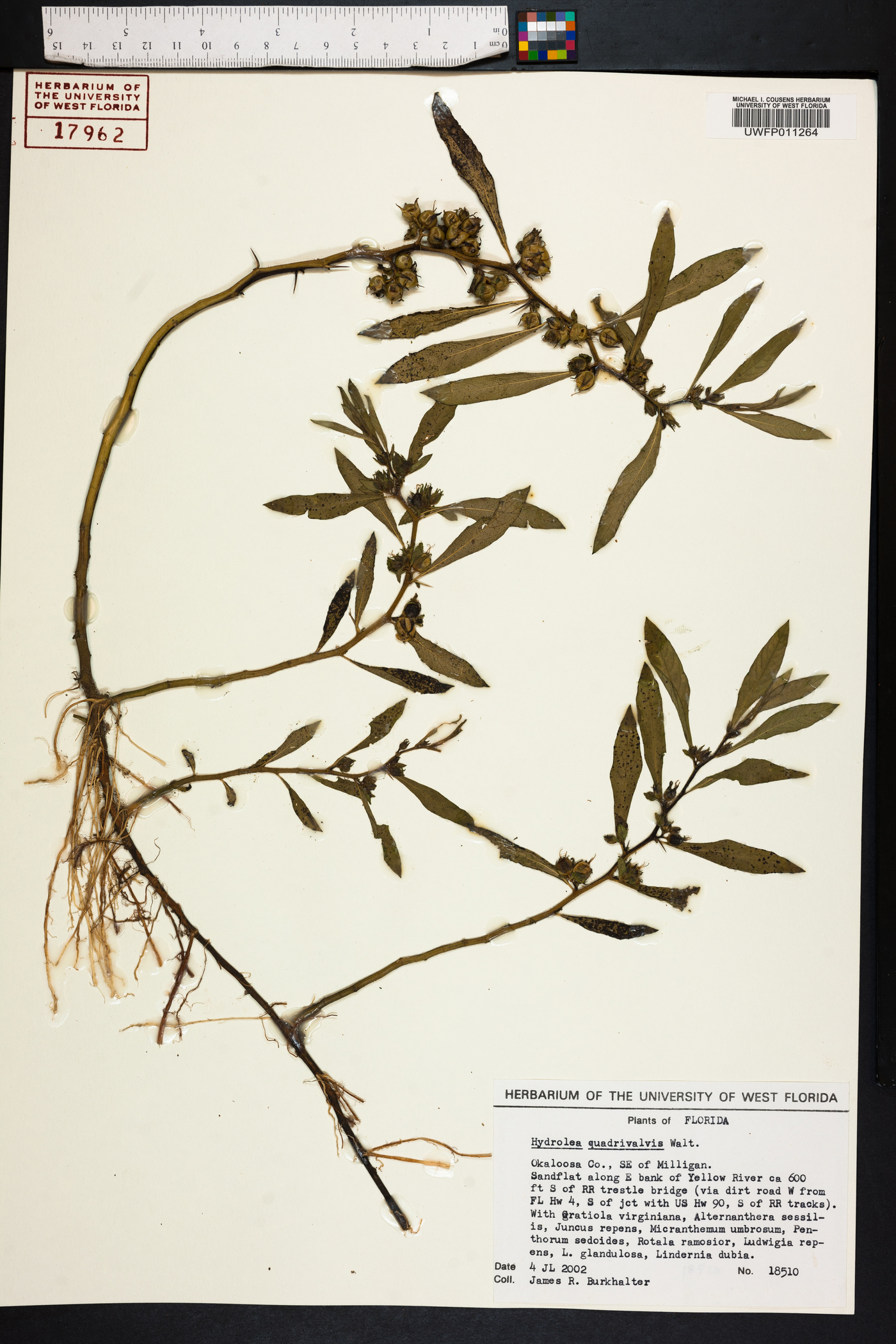Hydrolea quadrivalvis image