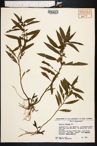 Hydrolea uniflora image