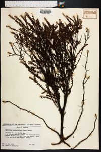 Hypericum brachyphyllum image