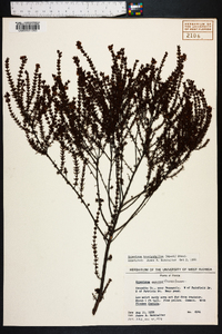 Hypericum brachyphyllum image