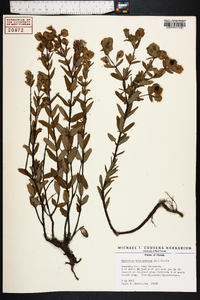 Hypericum crux-andreae image