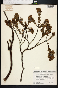 Hypericum crux-andreae image