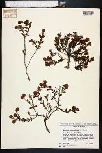 Hypericum crux-andreae image