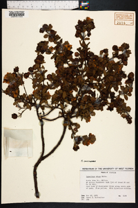 Hypericum crux-andreae image