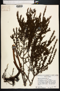 Hypericum fasciculatum image