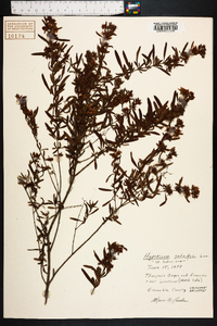 Hypericum galioides image