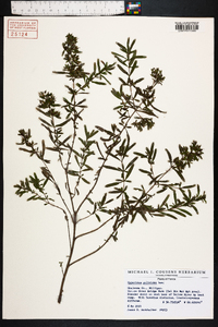 Hypericum galioides image