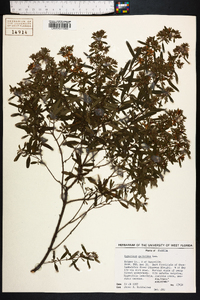 Hypericum galioides image