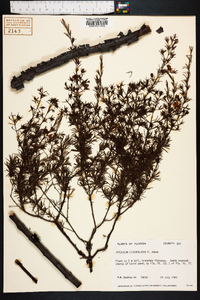 Hypericum lissophloeus image