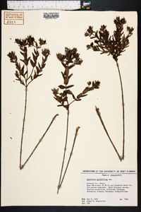 Hypericum myrtifolium image