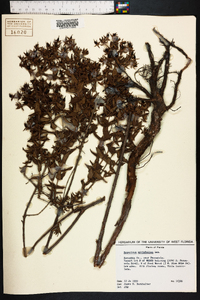 Hypericum myrtifolium image