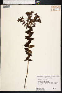 Hypericum myrtifolium image