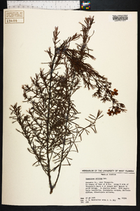 Hypericum nitidum image