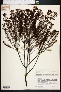 Hypericum nitidum image