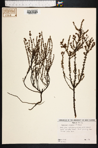 Hypericum reductum image