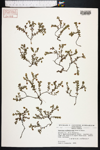 Hypericum suffruticosum image