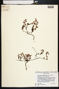 Hypericum suffruticosum image