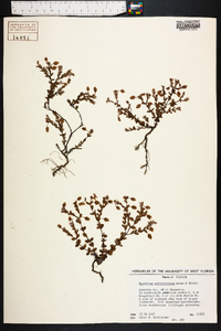 Hypericum suffruticosum image