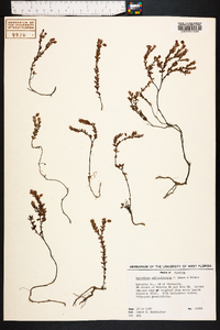 Hypericum suffruticosum image