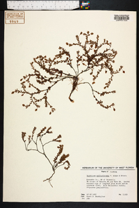 Hypericum suffruticosum image