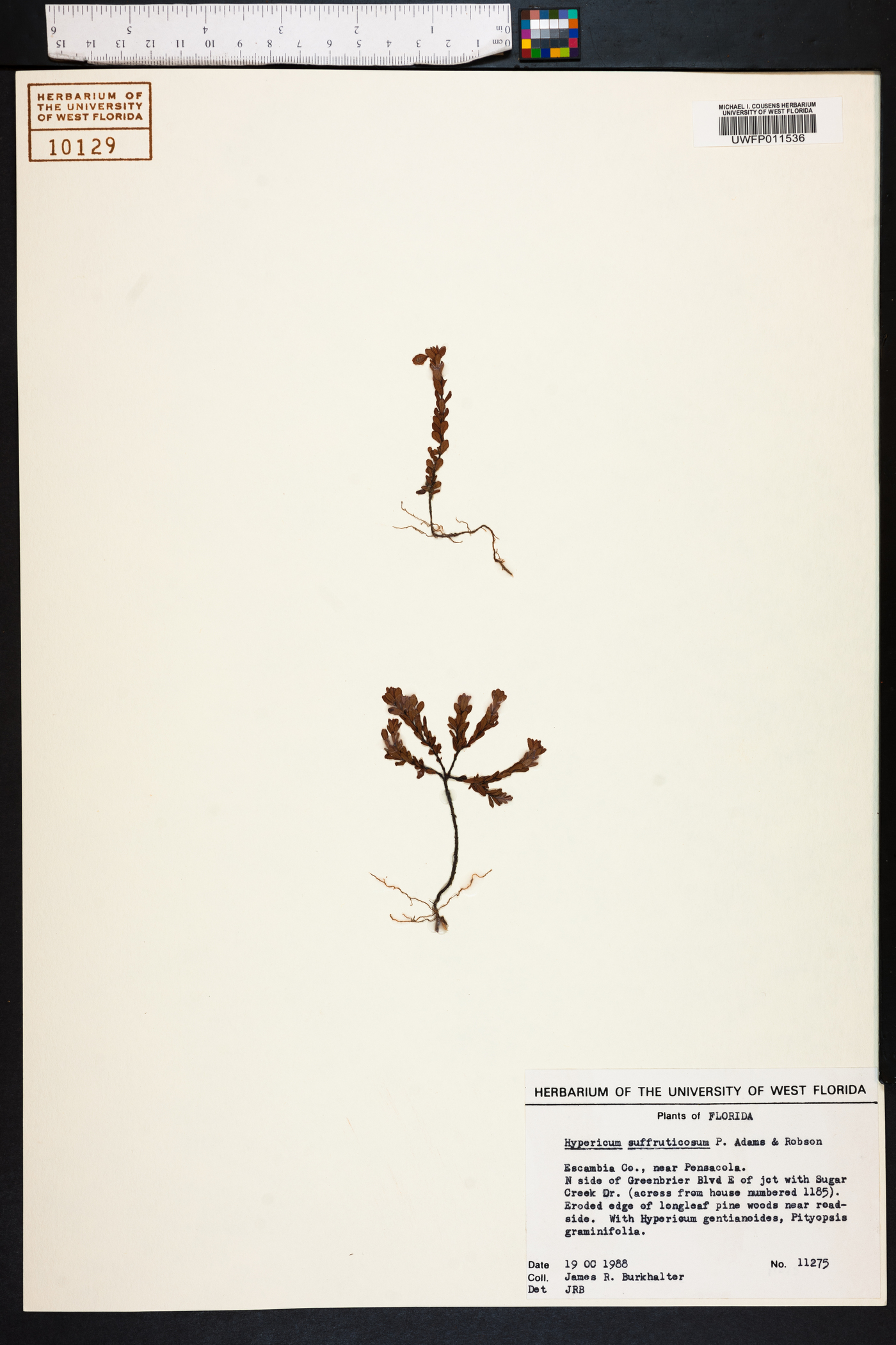 Hypericum suffruticosum image