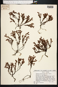 Hypericum suffruticosum image