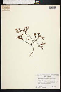 Hypericum suffruticosum image