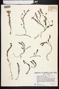 Hypericum suffruticosum image