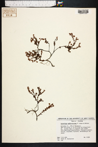 Hypericum suffruticosum image