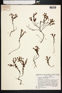 Hypericum suffruticosum image