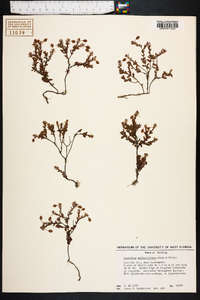 Hypericum suffruticosum image