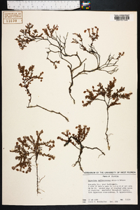 Hypericum suffruticosum image